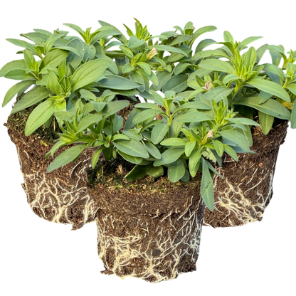 Set of 3 or 6 Large Plants - Calibrachoa Bumble Hot Pink, Outdoor Garden Ready