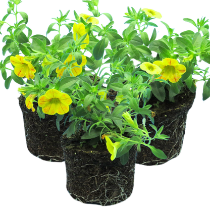 Set of 3 Large Plants - Calibrachoa Cabaret Diva Orange, Outdoor Garden Ready