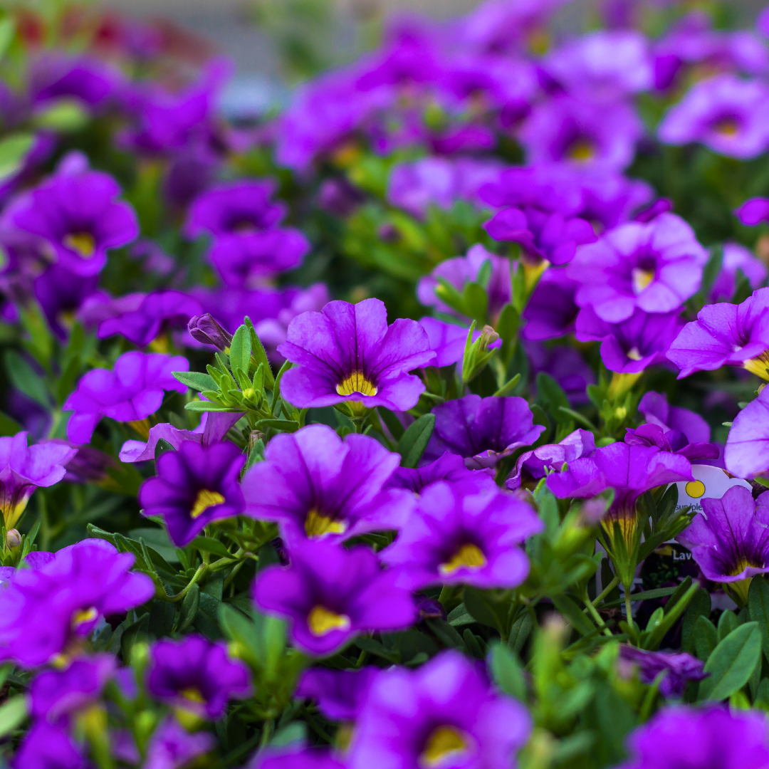 Set of 3 or 6 Large Plants - Calibrachoa Cabaret Early Blue, Outdoor Garden Ready
