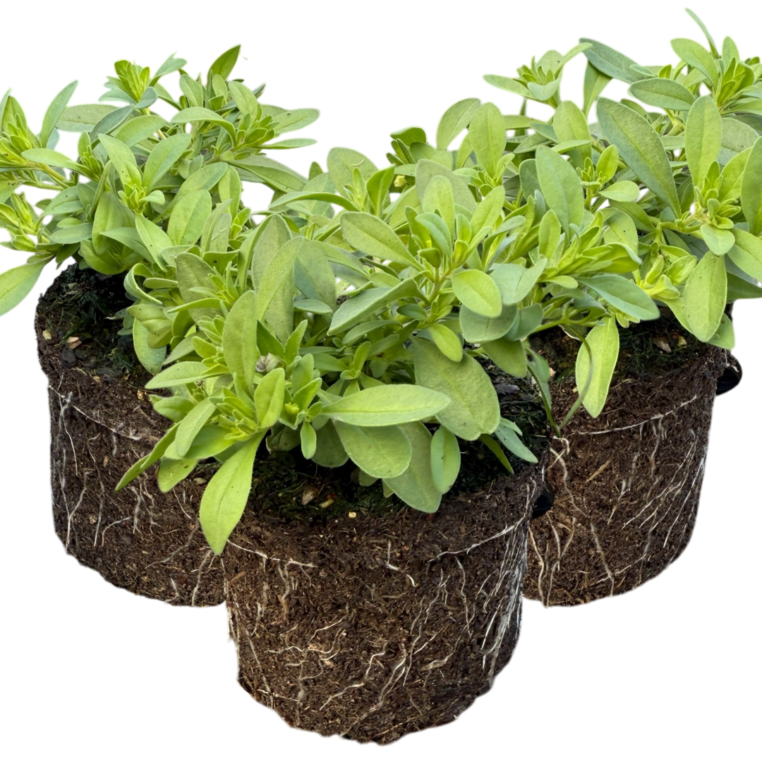 Set of 3 or 6 Large Plants - Calibrachoa Cabaret Early Blue, Outdoor Garden Ready