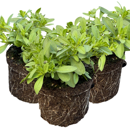 Set of 3 or 6 Large Plants - Calibrachoa Cabaret Early Blue, Outdoor Garden Ready