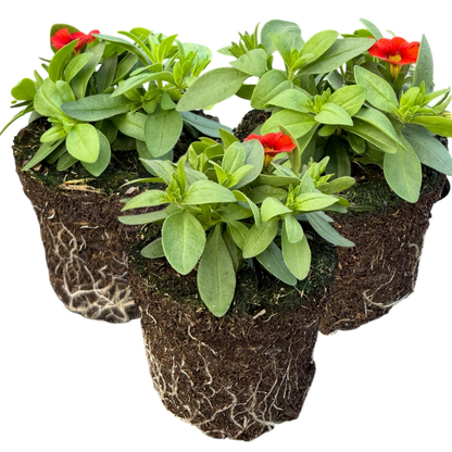 Set of 3 or 6 Large Plants - Calibrachoa Cabaret Early Orange, Outdoor Garden Ready