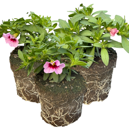 Set of 3 or 6 Large Plants - Calibrachoa Cabaret Early Light Pink Eye, Outdoor Garden Ready