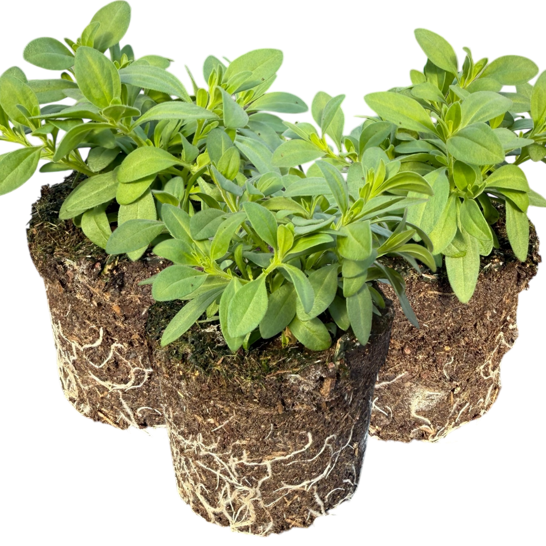 Set of 3 or 6 Large Plants - Calibrachoa Cabaret Pure Yellow, Outdoor Garden Ready