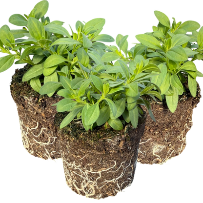 Set of 3 or 6 Large Plants - Calibrachoa Cabaret Pure Yellow, Outdoor Garden Ready