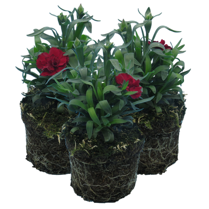 Carnation Dark Red