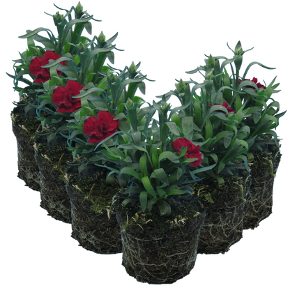 Carnation Dark Red