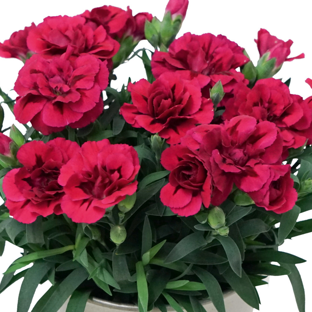 Carnation Oscar
