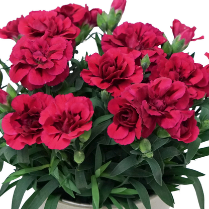 Carnation Oscar