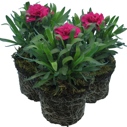Carnation Oscar