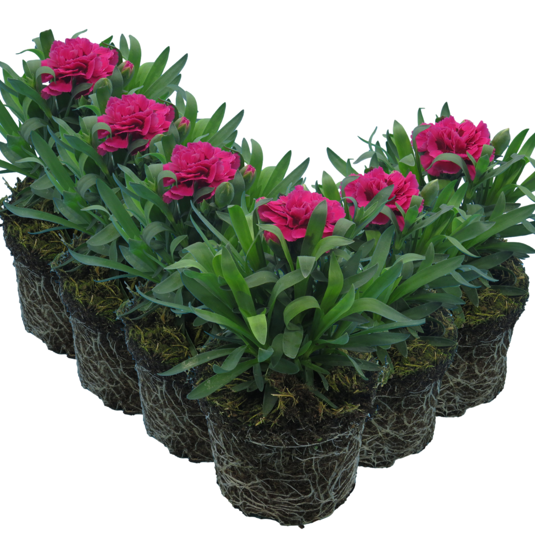 Carnation Oscar