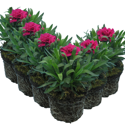 Carnation Oscar
