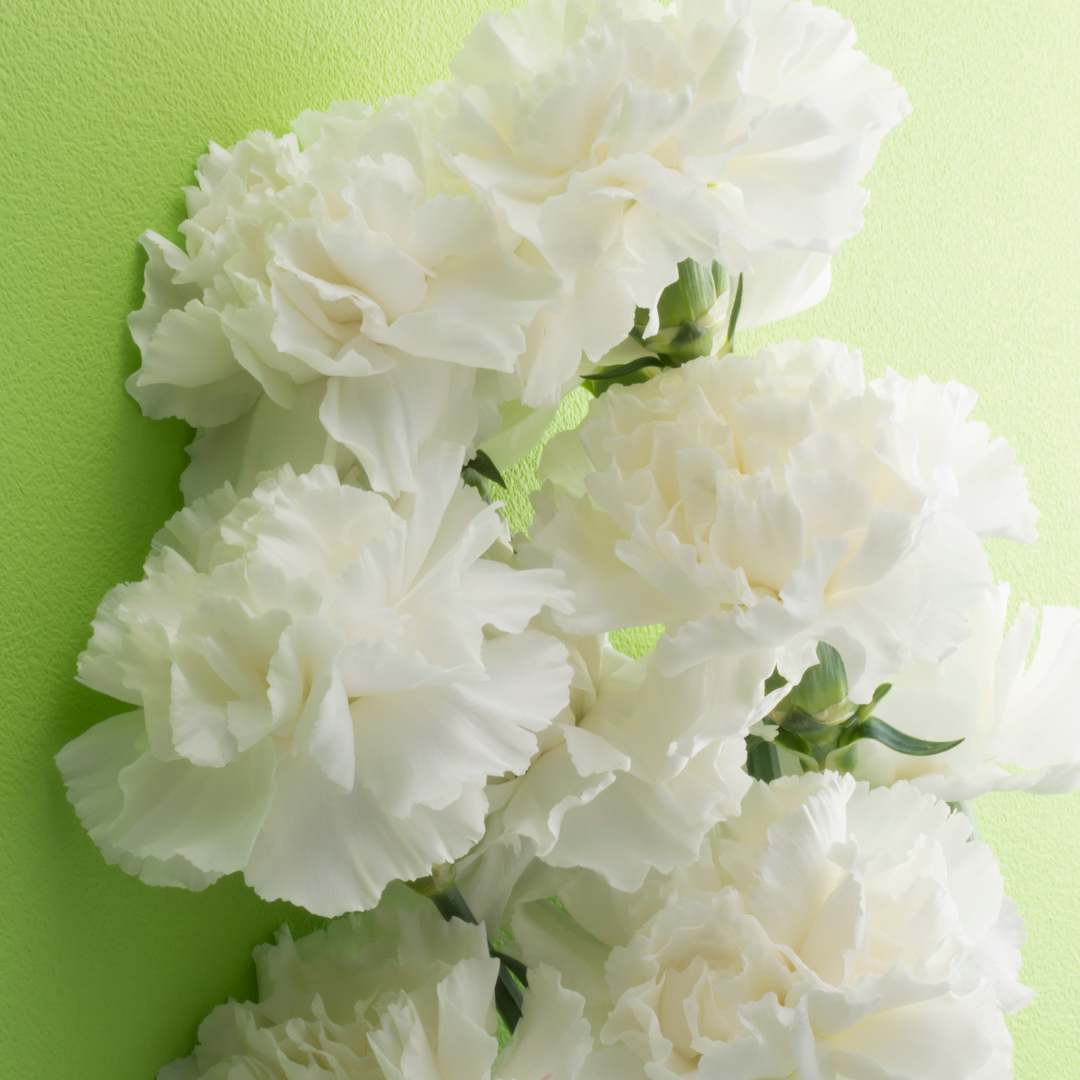 Carnation White