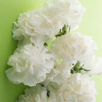 Carnation White