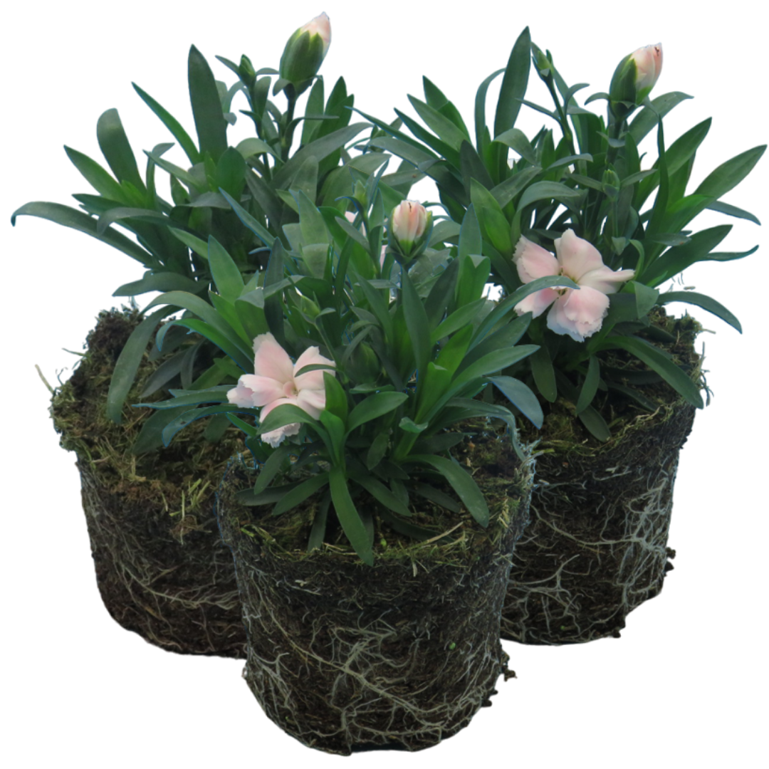 Carnation White