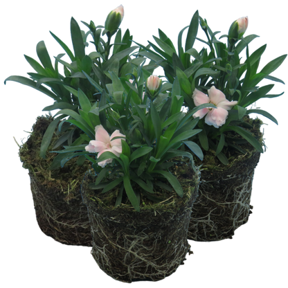 Carnation White