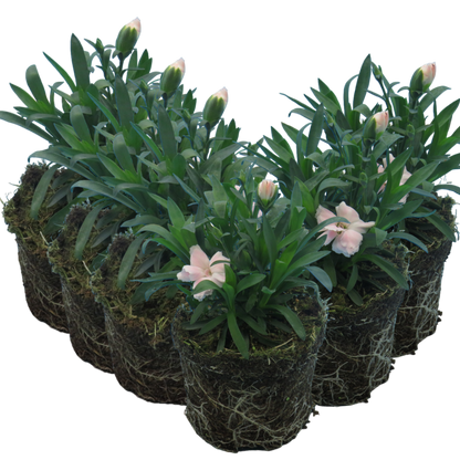 Carnation White