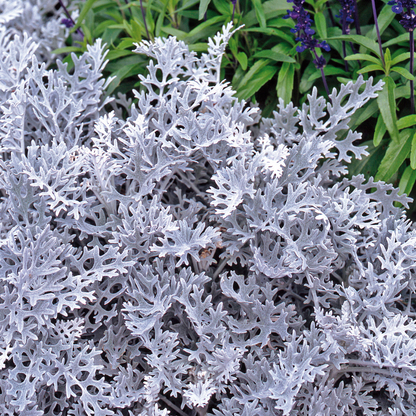 Cineraria Silverdust