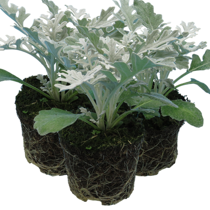 Cineraria Silverdust