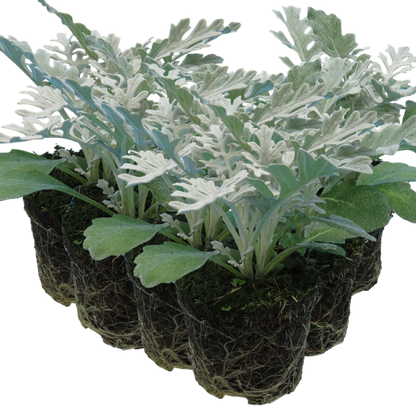 Cineraria Silverdust