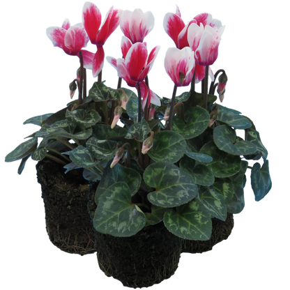 Cyclamen Flame Red 10.5cm