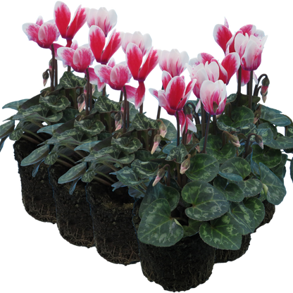 Cyclamen Flame Red 10.5cm
