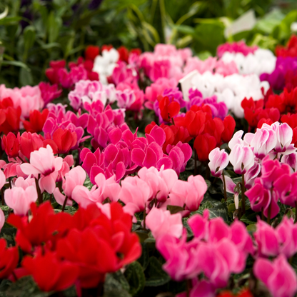 Cyclamen Growers Selection 10.5cm