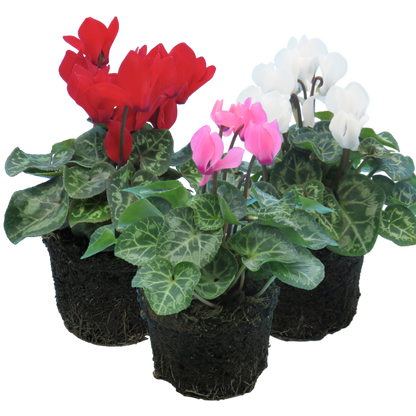 Cyclamen Growers Selection 10.5cm