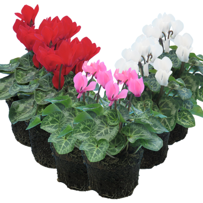 Cyclamen Growers Selection 10.5cm