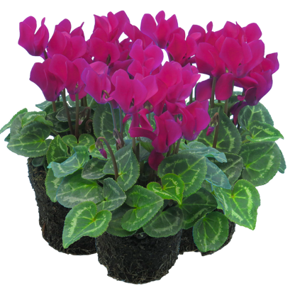 Cyclamen Purple 10.5cm