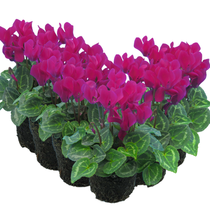 Cyclamen Purple 10.5cm