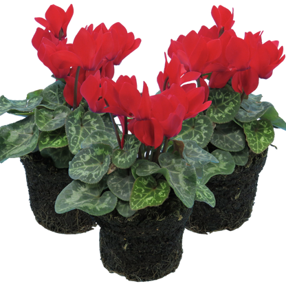 Cyclamen Red 10.5cm