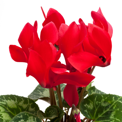 Cyclamen Red 10.5cm