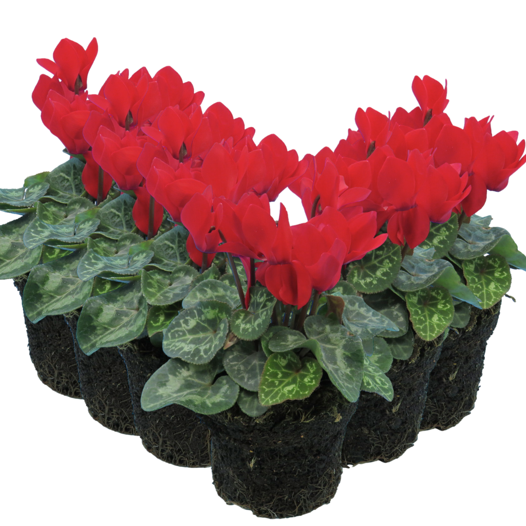 Cyclamen Red 10.5cm