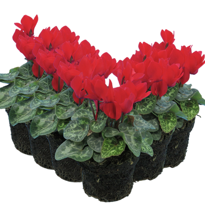 Cyclamen Red 10.5cm