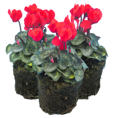 Cyclamen Scarlet 10.5cm
