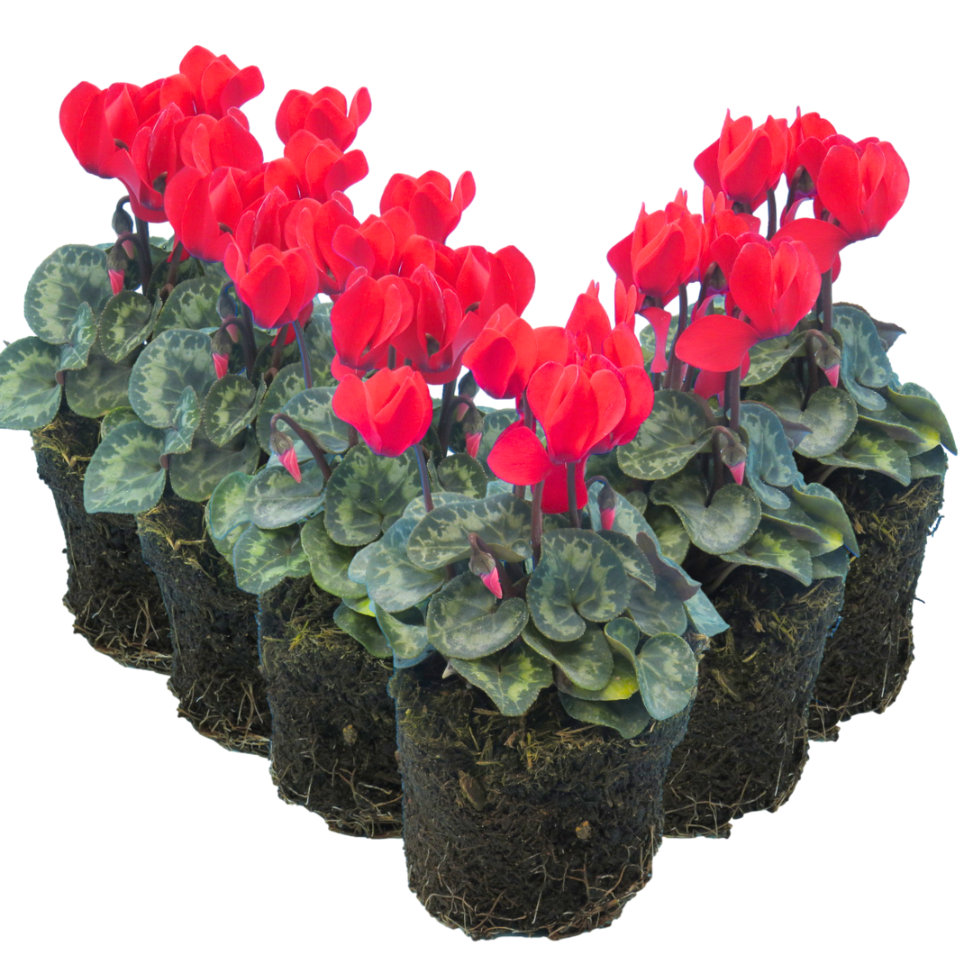 Cyclamen Scarlet 10.5cm