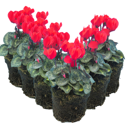 Cyclamen Scarlet 10.5cm