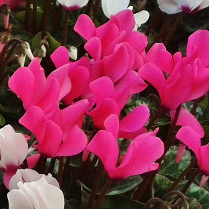 Cyclamen Silver Leaf Magenta 10.5cm