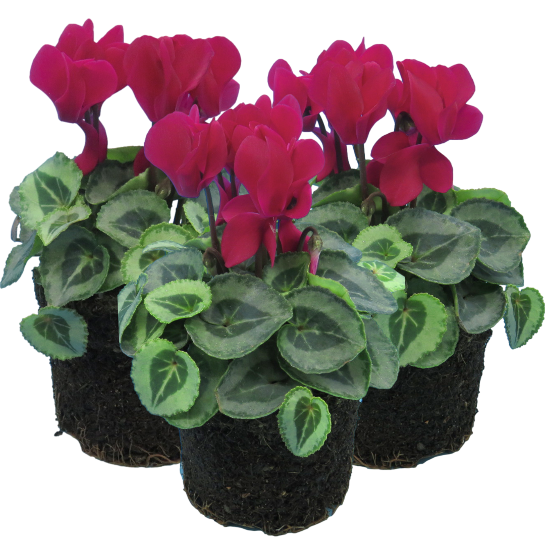 Cyclamen Silver Leaf Magenta 10.5cm