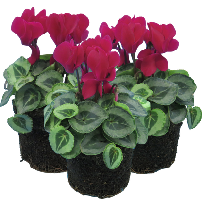 Cyclamen Silver Leaf Magenta 10.5cm