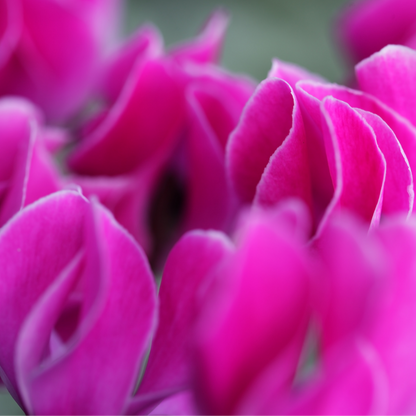 Cyclamen Silver Leaf Magenta 10.5cm