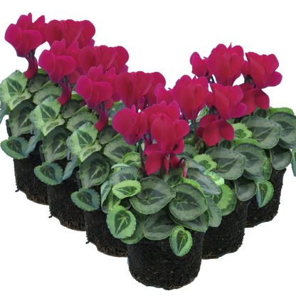 Cyclamen Silver Leaf Magenta 10.5cm