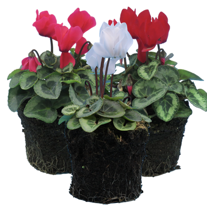 Cyclamen Flame Dark Red 10.5cm