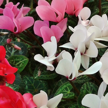 Cyclamen Flame Dark Red 10.5cm