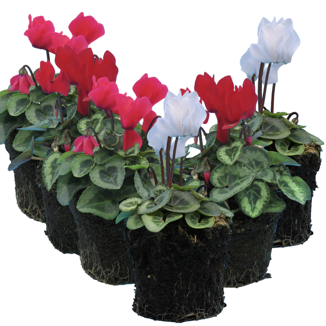 Cyclamen Flame Dark Red 10.5cm