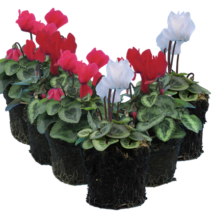 Cyclamen Silver Leaf Mix 10.5cm