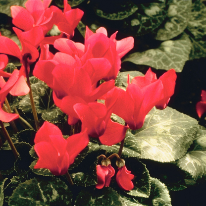 Cyclamen Silver Leaf Salmon 10.5cm