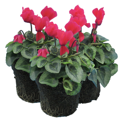 Cyclamen Silver Leaf Salmon 10.5cm
