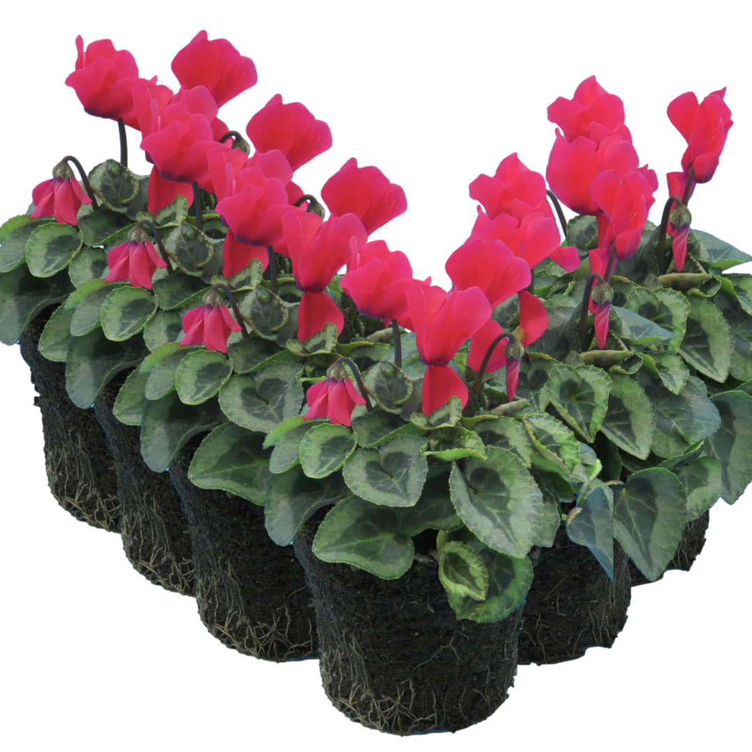 Cyclamen Silver Leaf Salmon 10.5cm